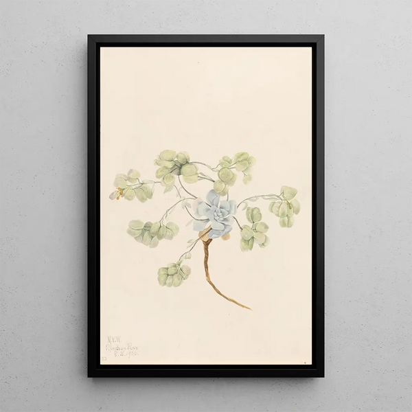 Double Bladderpod Physaria didymocarpa - Mary Vaux Walcott — gerahmtes Bild an der Wand