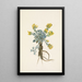 Fleur de Double Bladderpod Physaria didymocarpa - Mary Vaux Walcott — gerahmtes Bild an der Wand
