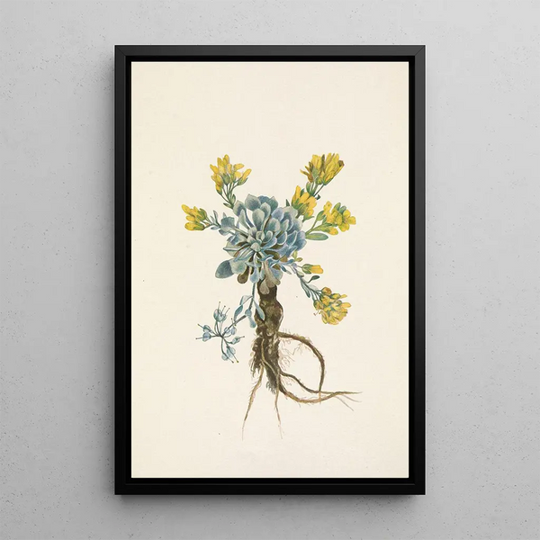 Fleur de Double Bladderpod Physaria didymocarpa - Mary Vaux Walcott — gerahmtes Bild an der Wand