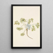 Frucht des Doppelblasekapsel Physaria didymocarpa - Mary Vaux Walcott — gerahmtes Bild an der Wand