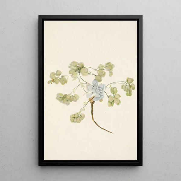 Frucht des Doppelblasekapsel Physaria didymocarpa - Mary Vaux Walcott — gerahmtes Bild an der Wand