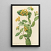Douglas Lonicera glaucescens Chèvrefeuille Gemälde - Mary Vaux Walcott — gerahmtes Bild an der Wand