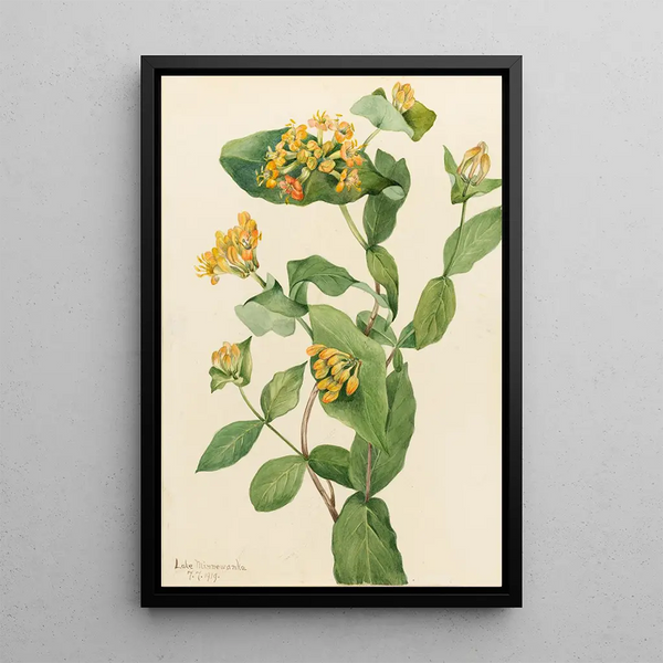 Douglas Lonicera glaucescens Chèvrefeuille Gemälde - Mary Vaux Walcott — gerahmtes Bild an der Wand