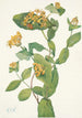 Fleur de Chèvrefeuille de Douglas Lonicera glaucescens - Mary Vaux Walcott — Ansicht des Kunstwerks
