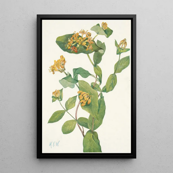 Fleur de Chèvrefeuille de Douglas Lonicera glaucescens - Mary Vaux Walcott — gerahmtes Bild an der Wand
