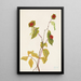 Frucht des Geißblatt von Douglas Lonicera glaucescens - Mary Vaux Walcott — gerahmtes Bild an der Wand