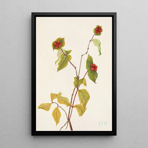 Frucht des Geißblatt von Douglas Lonicera glaucescens - Mary Vaux Walcott — gerahmtes Bild an der Wand