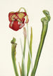 Sarracénie de Drummond Sarracenia drummondii - Mary Vaux Walcott — Ansicht des Kunstwerks