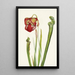 Sarracénie de Drummond Sarracenia drummondii - Mary Vaux Walcott — gerahmtes Bild an der Wand