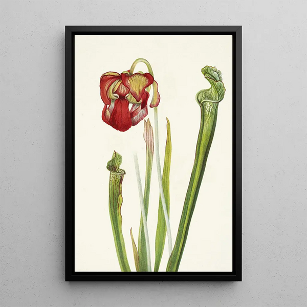 Sarracénie de Drummond Sarracenia drummondii - Mary Vaux Walcott — gerahmtes Bild an der Wand