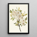 Saule de Drummond Salix drummondiana - Mary Vaux Walcott — gerahmtes Bild an der Wand