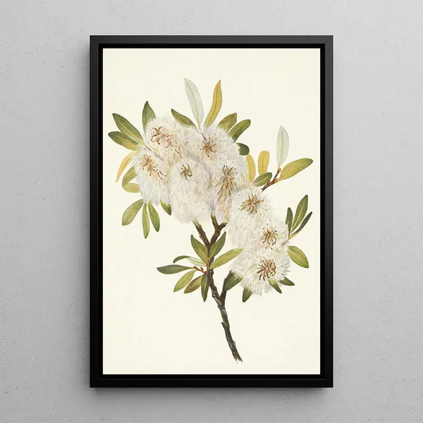 Saule de Drummond Salix drummondiana - Mary Vaux Walcott — gerahmtes Bild an der Wand