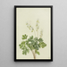 Culotte de Hollandais Bikukulla cucullaria - Mary Vaux Walcott — gerahmtes Bild an der Wand