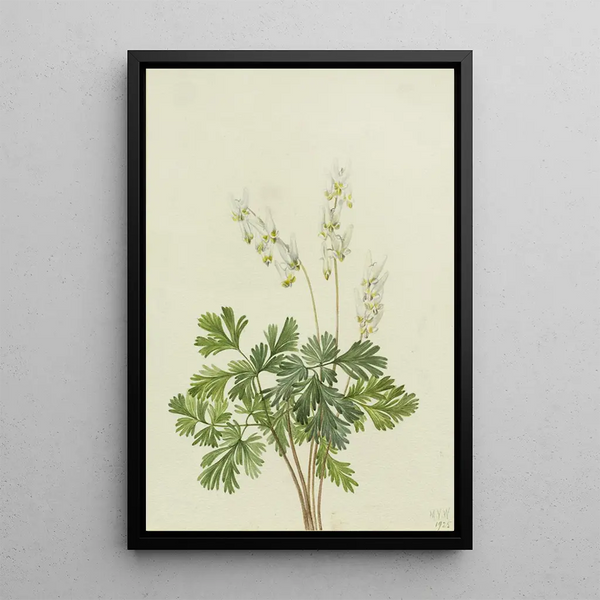 Culotte de Hollandais Bikukulla cucullaria - Mary Vaux Walcott — gerahmtes Bild an der Wand