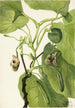 Pipe de Hollandais - Mary Vaux Walcott — Ansicht des Kunstwerks