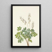 Culotte de Hollandais Bikukulla cucullaria - Mary Vaux Walcott — gerahmtes Bild an der Wand