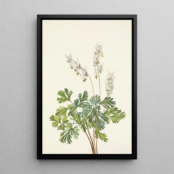 Culotte de Hollandais Bikukulla cucullaria - Mary Vaux Walcott — gerahmtes Bild an der Wand