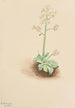 Saxifrage frühe Saxifraga virginiensis - Mary Vaux Walcott — Ansicht des Kunstwerks