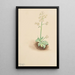 Saxifrage frühe Saxifraga virginiensis - Mary Vaux Walcott — gerahmtes Bild an der Wand