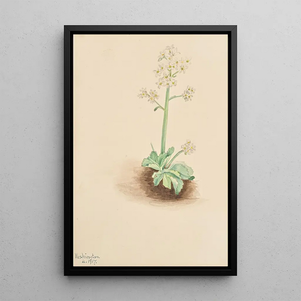 Saxifrage frühe Saxifraga virginiensis - Mary Vaux Walcott — gerahmtes Bild an der Wand