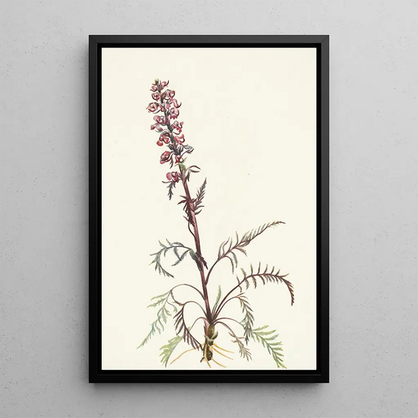 Tête d'éléphant Pedicularis groenlandica - Mary Vaux Walcott — gerahmtes Bild an der Wand