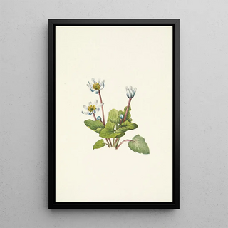 Mary Vaux Walcott - Elkslip Caltha leptosepala.webp