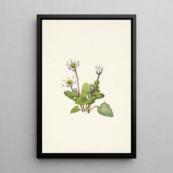 Elkslip Caltha leptosepala - Mary Vaux Walcott — gerahmtes Bild an der Wand