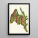 Engelmann-Fichtenbaum Picea engelmanni - Mary Vaux Walcott — gerahmtes Bild an der Wand