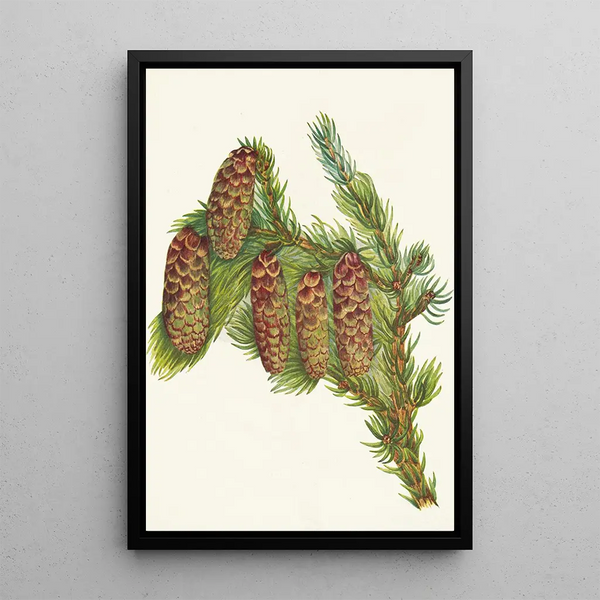 Engelmann-Fichtenbaum Picea engelmanni - Mary Vaux Walcott — gerahmtes Bild an der Wand