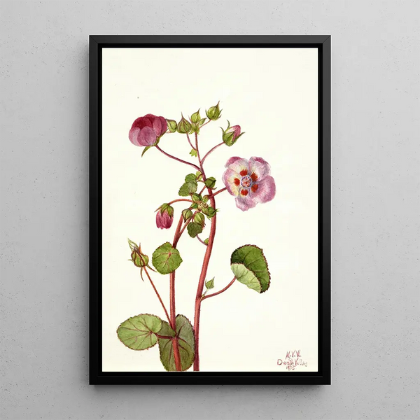 Eremalche rotundifolia - Mary Vaux Walcott — gerahmtes Bild an der Wand