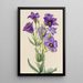 Eustoma russelianum - Mary Vaux Walcott — gerahmtes Bild an der Wand