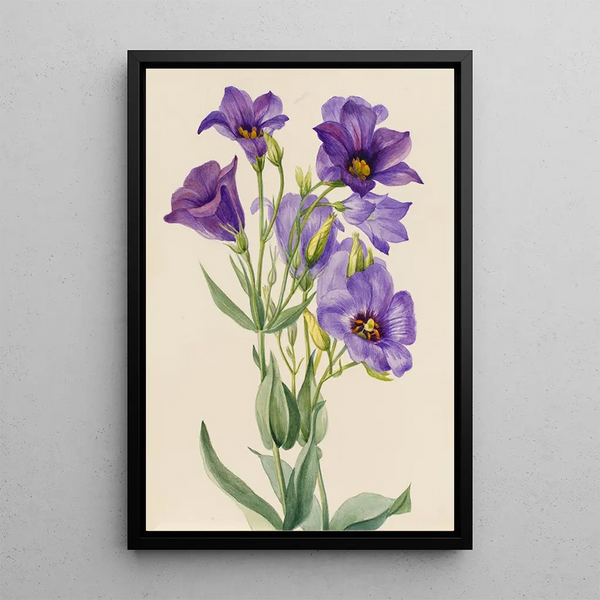 Eustoma russelianum - Mary Vaux Walcott — gerahmtes Bild an der Wand