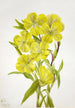 Onagre Oenothera - Mary Vaux Walcott — Ansicht des Kunstwerks