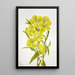 Onagre Oenothera - Mary Vaux Walcott — gerahmtes Bild an der Wand