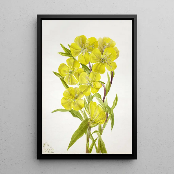 Onagre Oenothera - Mary Vaux Walcott — gerahmtes Bild an der Wand