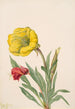 Onagre Oenothera howardi - Mary Vaux Walcott — Ansicht des Kunstwerks
