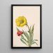 Onagre Oenothera howardi - Mary Vaux Walcott — gerahmtes Bild an der Wand