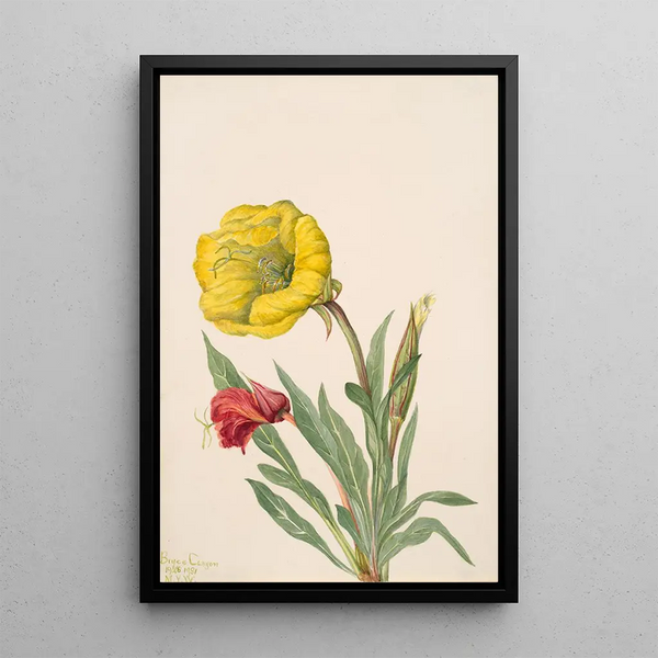 Onagre Oenothera howardi - Mary Vaux Walcott — gerahmtes Bild an der Wand