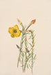 Onagre Oenothera lavandalaefolia - Mary Vaux Walcott — Ansicht des Kunstwerks