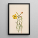 Onagre Oenothera lavandalaefolia - Mary Vaux Walcott — gerahmtes Bild an der Wand
