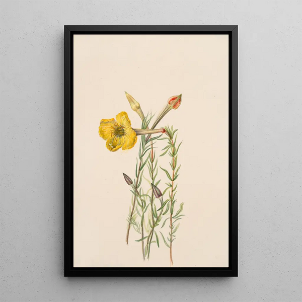 Onagre Oenothera lavandalaefolia - Mary Vaux Walcott — gerahmtes Bild an der Wand
