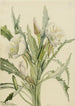 Onagre Pachyoplus hirsutus - Mary Vaux Walcott — Ansicht des Kunstwerks