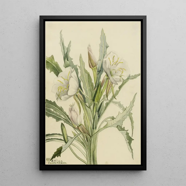 Onagre Pachyoplus hirsutus - Mary Vaux Walcott — gerahmtes Bild an der Wand