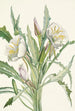 Onagre Pachyloplus hirsutus - Mary Vaux Walcott — Ansicht des Kunstwerks