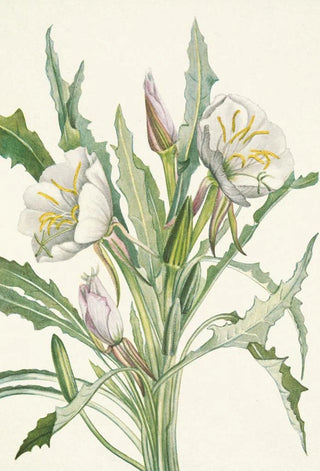 Mary Vaux Walcott - Eveningprimrose Pachyloplus hirsutus.webp