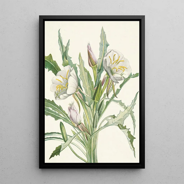 Onagre Pachyloplus hirsutus - Mary Vaux Walcott — gerahmtes Bild an der Wand