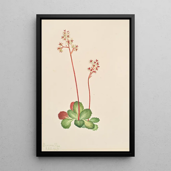 Saxifrage à feuilles persistantes Leptarrhena pyrolifolia - Mary Vaux Walcott — gerahmtes Bild an der Wand