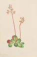 Saxifrage à feuilles persistantes Leptarrhena pyrolifolia - Mary Vaux Walcott — Ansicht des Kunstwerks
