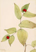Glöckchen der Fee Disporum trachycarpum - Mary Vaux Walcott — Ansicht des Kunstwerks