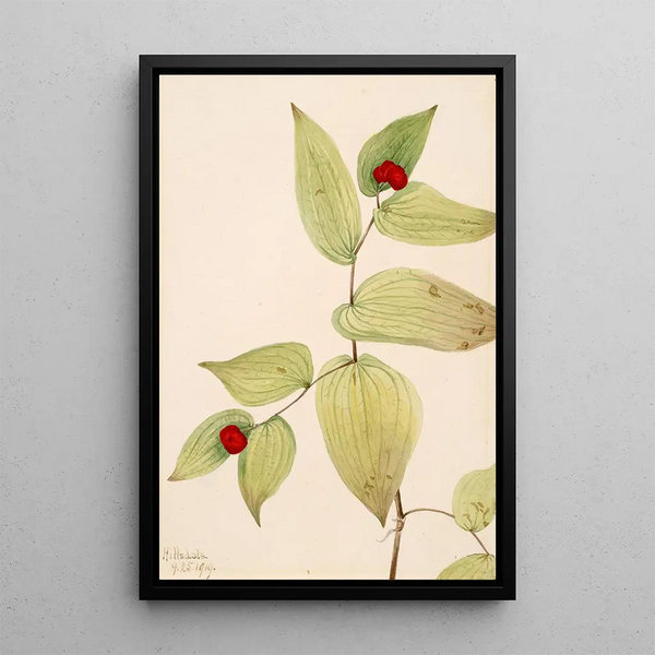 Glöckchen der Fee Disporum trachycarpum - Mary Vaux Walcott — gerahmtes Bild an der Wand